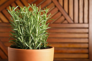 Aromatic rosemary plant in pot against wooden background, closeup. Space for text