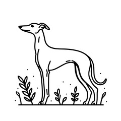  Outline Illustration of a Sighthound Dog Standing | Whippet, Greyhound, Italian Greyhound, Lurcher