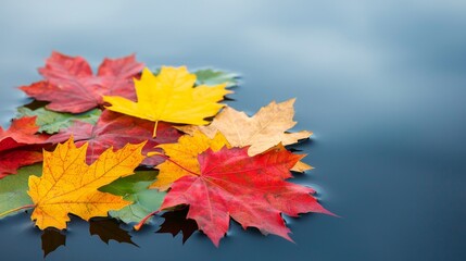 Fototapeta premium Colorful autumn leaves floating on calm water surface.