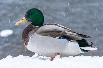Obraz premium a close up of a male (drake) mallard duck in a snow