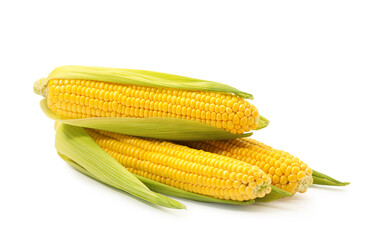 Corncobs with green husks isolated on white
