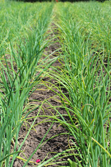 Home onion plantation. Spring time gardening. Ecology onion farming. Green leaves, harvest. Vegetable garden, rural. Organic production.