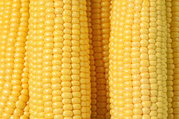 Many fresh ripe corncobs as background, top view