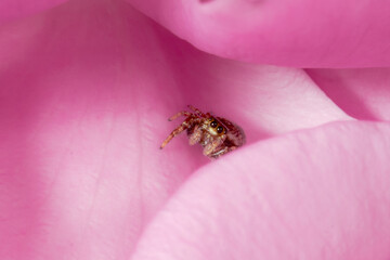 A Jumping Spider Resting On The Petals Of A Pink Rose