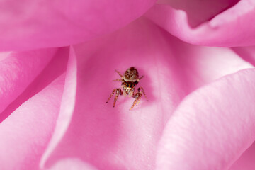 A Jumping Spider Resting On The Petals Of A Pink Rose