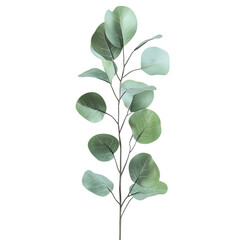 Eucalyptus: A single eucalyptus branch with round leaves. png, transparent background.