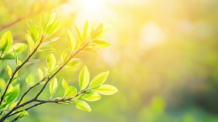 Fototapeta premium Young Shrub with Sun Flare in Delicate Growth