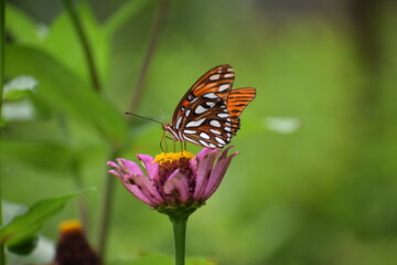 monarch butterfly on zinnia flower