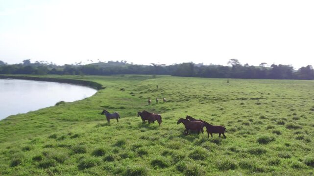 A orillas del rio Orteguaza en Colombia, una manada de caballos salvajes corre.