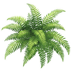 Fern: A lush, green fern with delicate fronds. png, transparent background.