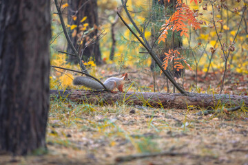 Red squirrel in the forest in the fall