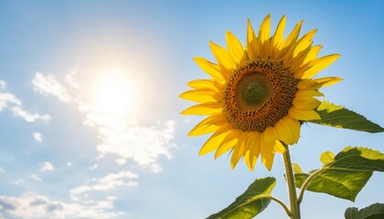 Obraz premium A sunflower turning its face toward the sun, with its leaves rustling in the light breeze.