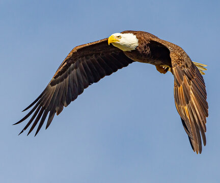 Flying from right to left, the American balled eagle with wings shaped in classic composeer'ss pose