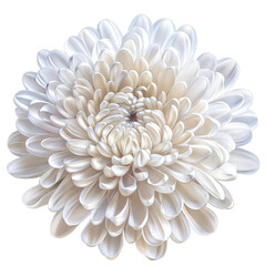 White Chrysanthemum Bloom with Soft Petals on a Transparent Background for Floral Designs