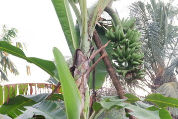 Obraz premium banana tree with fruit