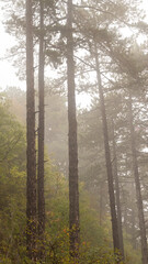 Obraz premium misty morning in the forest