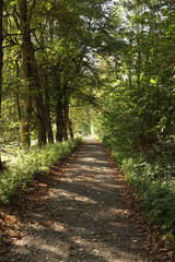 Path in the forest with trees in the background and a path in the foreground	