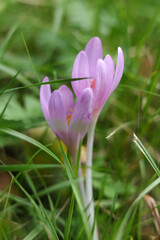 Fototapeta premium Colchicum autumnale, commonly known as autumn crocus, meadow saffron, naked boys or naked ladies in the meadow