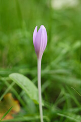 Colchicum autumnale, commonly known as autumn crocus, meadow saffron, naked boys or naked ladies  in the meadow