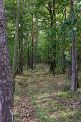 Obraz premium Path in the forest in summer. Landscape with trees and grass