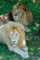 Adult lions lie in the shade
