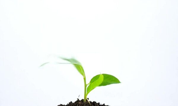young plant idea growing in soil