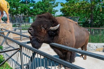 Photo of a bison at the zoo close-up