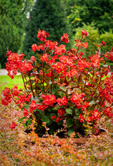 Colourful flower background. Blooming red begonia in a flowerpots