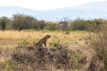 Adult male leopard, Panthera pardus, in the Masai Mara, Kenya. This is a side profile of this big cat yawning.