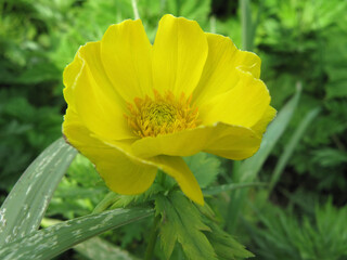 Russia Komodorskie Globeflower buttercup close up