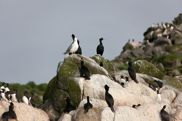 Russia Comodore Islands Loons