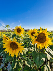 field of sunflowers
