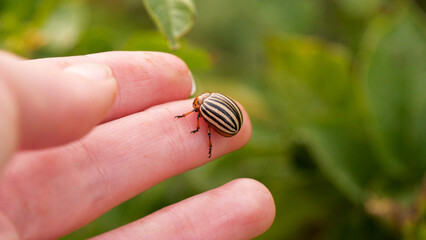 Farmer hand close-up. Colorado potato beetle close-up on farmer's hand. Concept of pest impact on...