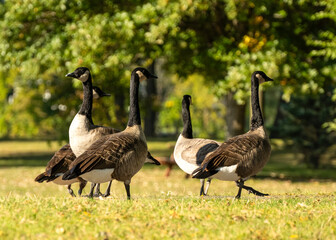 Geese on the Lookout