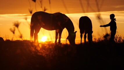 Silhouette of horses and a little boy. A small boy strokes a horse at sunset