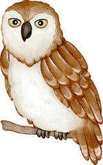watercolor owl