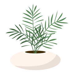 Indoor plant date palm with narrow thin leaves in white ceramic pot vase. Flat style. Vector illustration.