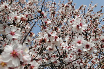 flowering tree in spring