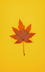 Bright autumn maple leaf on a yellow background. Top view. Flatlay.