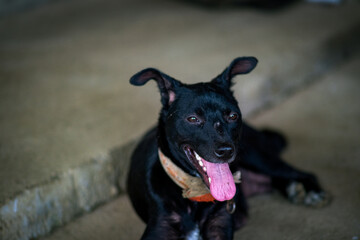 Black dog inside the rustic bistro in Laguna Philippines.