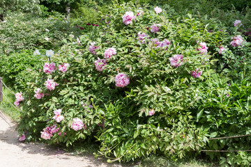 Pink peony bushes in bloom. Tree Peonies in the Park, outdoor shot.