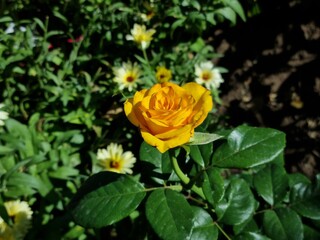 Yellow rose in garden