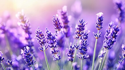 Obraz premium Close-Up of Beautiful Lavender Flowers in Bloom
