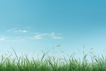 Obraz premium Green grass blue sky outdoors horizon nature.