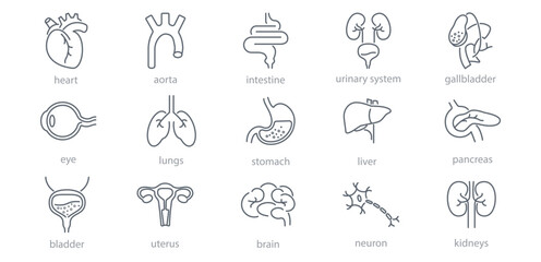 Internal organs line icons set. Liver, vessels, gallbladder, kidney, duodenum, pancreas, lungs, eye, uterus, heart, stomach, neuron vector illustration. Human anatomy. Editable Stroke