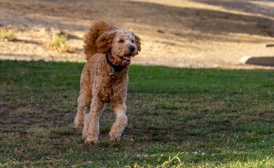 A young Goldendoodle playing  in a green yard