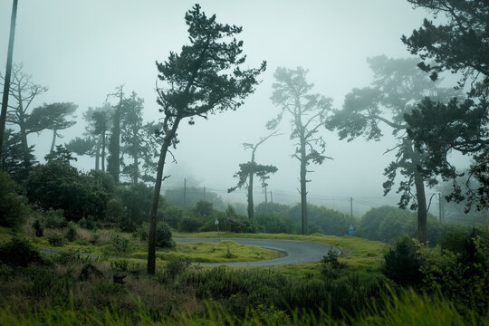 bosque con carretera con niebla
