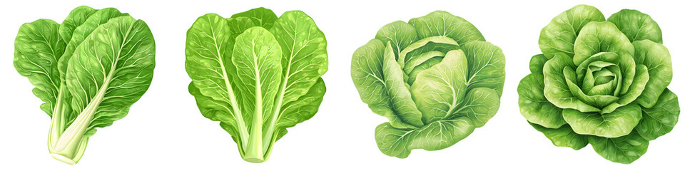 Fototapeta premium lettuce head watercolor illustration clipart collection, fresh green leaves, detailed illustration, isolated on transparent background