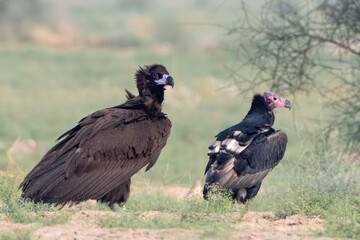 cinereous vulture and red-headed vulture at desert national park, Rajasthan