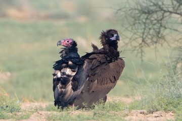 cinereous vulture (Aegypius monachus) and red-headed vulture (Sarcogyps calvus) at desert national park, Rajasthan, India